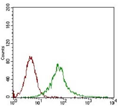 Flow Cytometry: CaM Kinase II gamma Antibody (8G10C1) [NBP2-37262] - Flow cytometric analysis of Jurkat cells using CAMK2G mouse mAb (green) and negative control (red).