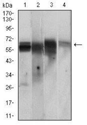 Western Blot: CaM Kinase II gamma Antibody (8G10C1) [NBP2-37262] - Western blot analysis using CAMK2G mouse mAb against PC-12 (1), Jurkat (2), T47D (3), HepG2 (4) cell lysate.