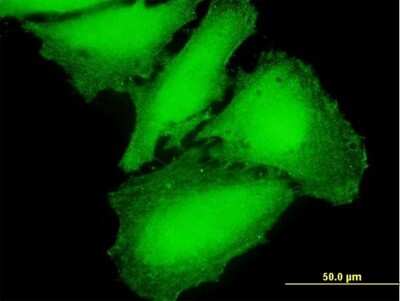 Immunocytochemistry/Immunofluorescence: CaM Kinase II gamma Antibody [H00000818-B01P] - Analysis of purified antibody to CAMK2G on HeLa cell. (antibody concentration 10 ug/ml)
