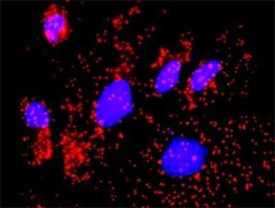 Proximity Ligation Assay: CaM Kinase II gamma Antibody [H00000818-D01P] - Analysis of protein-protein interactions between CAMK2G and FLNA. HeLa cells were stained with anti-CAMK2G rabbit purified polyclonal 1:1200 and anti-FLNA mouse monoclonal antibody 1:50. Each red dot represents the detection of protein-protein interaction complex, and nuclei were counterstained with DAPI (blue).