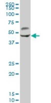 Western Blot: CaM Kinase II gamma Antibody [H00000818-B01P] - Analysis of CAMK2G expression in rat brain.