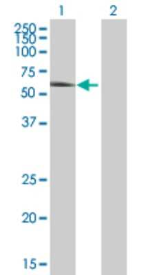 Western Blot: CaM Kinase II gamma Antibody [H00000818-B01P] - Analysis of CAMK2G expression in transfected 293T cell line by CAMK2G polyclonal antibody.  Lane 1: CAMK2G transfected lysate(58.08 KDa). Lane 2: Non-transfected lysate.