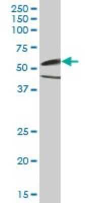 Western Blot: CaM Kinase II gamma Antibody [H00000818-B02P] - Analysis of CAMK2G expression in rat brain.