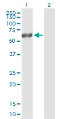 Western Blot: CaM Kinase II gamma Antibody [H00000818-B02P] - Analysis of CAMK2G expression in transfected 293T cell line by CAMK2G polyclonal antibody.  Lane 1: CAMK2G transfected lysate(57.97 KDa). Lane 2: Non-transfected lysate.