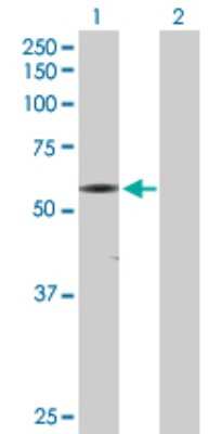 Western Blot: CaM Kinase II gamma Antibody [H00000818-D01P] - Analysis of CAMK2G expression in transfected 293T cell line by CAMK2G polyclonal antibody.Lane 1: CAMK2G transfected lysate(59.00 KDa).Lane 2: Non-transfected lysate.