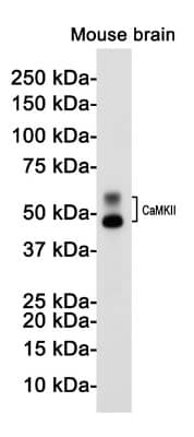 Western Blot: CaMKII beta Antibody (S05-9G5) [NBP3-19590] - Western blot detection of CaMKII in Mouse brain lysates using NBP3-19590 (1:1000 diluted). Predicted band size: 54KDa. Observed band size: 54KDa.