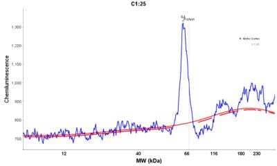 Simple Western: CaMKII beta Antibody [NBP1-88212] - Electropherogram image of the corresponding Simple Western lane view. CaMKII beta antibody was used at 1:5 dilution on H. Motor Cortex lysate(s) respectively.