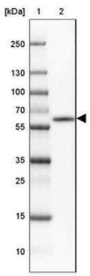 Western Blot: CaMKII beta Antibody [NBP1-88212] - Lane 1: Marker  [kDa] 250, 130, 100, 70, 55, 35, 25, 15, 10.  Lane 2: Cerebral Cortex