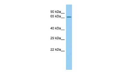 Western Blot: CaMKII beta Antibody [NBP3-10630] - Western blot analysis of CaMKII beta in Rat Thymus lysates. Antibody dilution at 1.0ug/ml