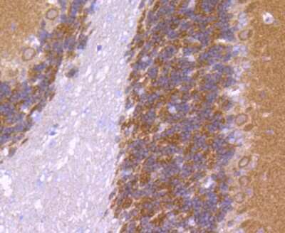 Immunohistochemistry-Paraffin: CaMKII beta/gamma Antibody (SU03-57) [NBP2-67476] - Analysis of paraffin-embedded mouse cerebellum tissue using anti-CaMKII antibody. Counter stained with hematoxylin.
