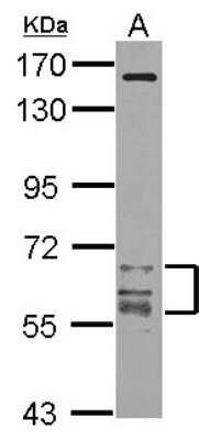 Western Blot: CaMKII gamma Antibody [NBP2-15686] - Sample (20 ug of whole cell lysate) A: mouse brain 7. 5% SDS PAGE gel, diluted at 1:1000.