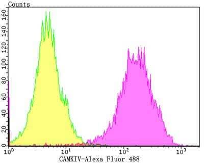 Flow Cytometry: CaMKIV Antibody (JB33-13) [NBP2-76979] - Flow cytometric analysis of SH-SY-5Y cells with CAMKIV antibody at 1/100 dilution (yellow) compared with an unlabelled control (cells without incubation with primary antibody; purple).Alexa Fluor 488-conjugated goat anti-rabbit IgG was used as the secondary antibody.