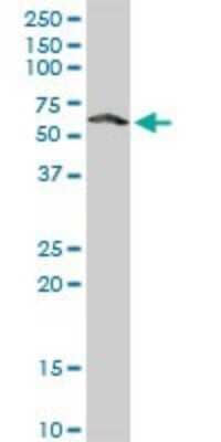 Western Blot: CaMKIV Antibody [H00000814-D01P] - Analysis of CAMK4 expression in Jurkat.