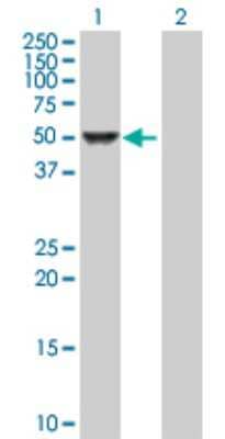 Western Blot: CaMKIV Antibody [H00000814-D01P] - Analysis of CAMK4 expression in transfected 293T cell line by CAMK4 polyclonal antibody.Lane 1: CAMK4 transfected lysate(51.90 KDa).Lane 2: Non-transfected lysate.