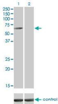 Western Blot: CaMKK alpha Antibody (1F6) [H00084254-M01] - CAMKK1 over-expressed 293 cell line. Lane 2 cotransfected with CAMKK1 Validated Chimera RNAi or non-transfected control. Blot probed with H00084254-M01. GAPDH (36.1 kDa) used as loading control.