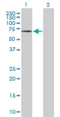 Western Blot: CaMKK alpha Antibody [H00084254-B01P] - Analysis of CAMKK1 expression in transfected 293T cell line by CAMKK1 polyclonal antibody.  Lane 1: CAMKK1 transfected lysate(55.55 KDa). Lane 2: Non-transfected lysate.