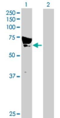 Western Blot: CaMKK alpha Antibody [H00084254-D01P] - Analysis of CAMKK1 expression in transfected 293T cell line by CAMKK1 polyclonal antibody.Lane 1: CAMKK1 transfected lysate(55.70 KDa).Lane 2: Non-transfected lysate.