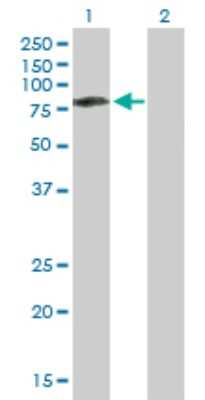 Western Blot: CaMKK2 Antibody [H00010645-B01P] - Analysis of CAMKK2 expression in transfected 293T cell line by CAMKK2 polyclonal antibody.  Lane1:CAMKK2 transfected lysate(59.51 KDa). Lane2:Non-transfected lysate.