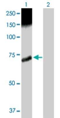 Western Blot: CaMKK2 Antibody [H00010645-D01P] - Analysis of CAMKK2 expression in transfected 293T cell line by CAMKK2 polyclonal antibody.Lane 1: CAMKK2 transfected lysate(59.60 KDa).Lane 2: Non-transfected lysate.