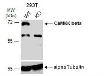 Western Blot: CaMKK2 Antibody [NBP1-31247] - Wild-type (WT) and CaMKK2 knockout (KO) 293T cell extracts (30 ug) were separated by 7.5% SDS-PAGE, and the membrane was blotted with CaMKK2 antibody diluted at 1:500. HRP-conjugated anti-rabbit IgG antibody was used to detect the primary antibody.