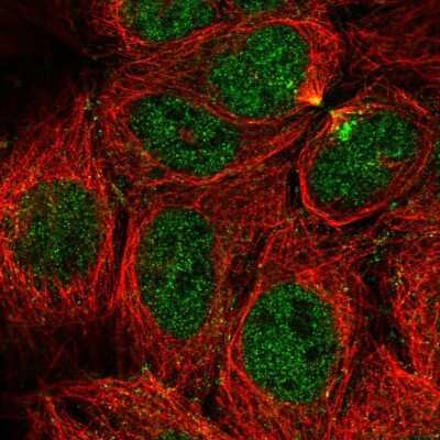 <b>Orthogonal Strategies Validation. </b>Immunocytochemistry/Immunofluorescence: CaMKV Antibody [NBP1-82660] - Immunofluorescent staining of human cell line CACO-2 shows localization to nucleoplasm & cytokinetic bridge. Antibody staining is shown in green. 