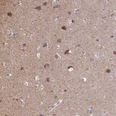 Immunohistochemistry-Paraffin: CaMKV Antibody [NBP1-82660] - Staining of human cerebral cortex shows high expression.