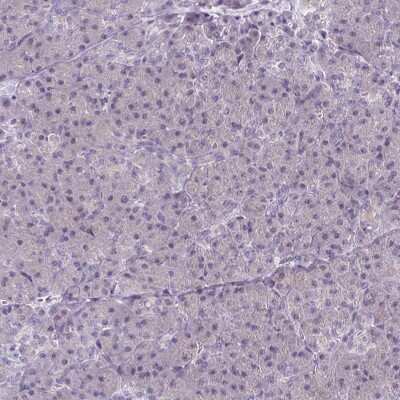 Immunohistochemistry-Paraffin: CaMKV Antibody [NBP1-82660] - Staining of human pancreas shows low expression as expected.