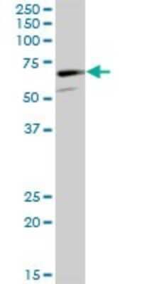 Western Blot: CaMKV Antibody [H00079012-B01P] - Analysis of CAMKV expression in rat brain.