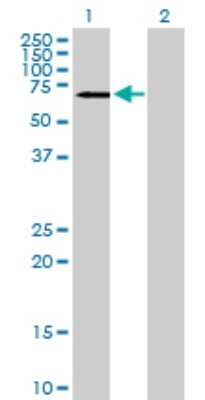 Western Blot: CaMKV Antibody [H00079012-B01P] - Analysis of CAMKV expression in transfected 293T cell line by CAMKV polyclonal antibody.  Lane 1: CAMKV transfected lysate(55.11 KDa). Lane 2: Non-transfected lysate.