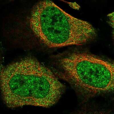 Immunocytochemistry/Immunofluorescence: Cactin Antibody [NBP1-86678] - Immunofluorescent staining of human cell line U-2 OS shows localization to nuclear speckles & cytosol. Antibody staining is shown in green. 