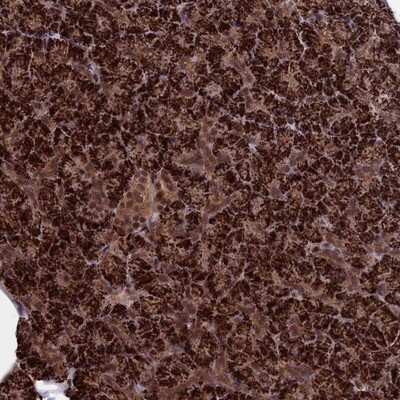 Immunohistochemistry-Paraffin: Cactin Antibody [NBP1-86678] - Staining of human pancreas shows strong cytoplasmic and nuclear positivity in exocrine glandular cells.