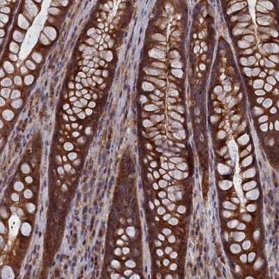Immunohistochemistry-Paraffin: Cactin Antibody [NBP1-86679] - Staining of human rectum shows strong cytoplasmic positivity in glandular cells.