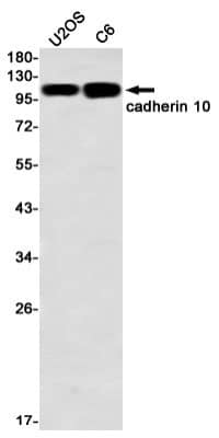 Western Blot Cadherin-10 Antibody (S07-2E2)