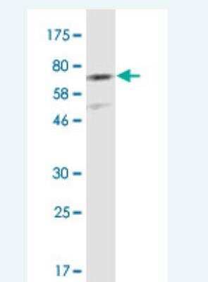 Western Blot: Cadherin-11 Antibody (1H1) [H00001009-M02-100ug] - Detection against CHD11-His tag (61.49 KDa).