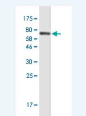 Western Blot: Cadherin-11 Antibody (2A2) [H00001009-M08-100ug] - Detection against Immunogen (61.49 KDa) .