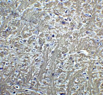 Immunohistochemistry: Cadherin-13 Antibody [NBP2-26611] - Staining of T cadherin in mouse brain tissue with T cadherin Antibodyat 5 ug/mL.