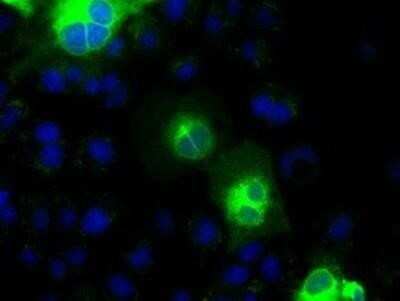 Immunocytochemistry/Immunofluorescence: Cadherin-13 Antibody (OTI3H6) - Azide and BSA Free [NBP2-70385] - Staining of COS7 cells transiently transfected by pCMV6-ENTRY Cadherin-13 Antibody (3H6)