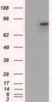 Western Blot: Cadherin-13 Antibody (OTI3H6) - Azide and BSA Free [NBP2-70385] - HEK293T cells were transfected with the pCMV6-ENTRY control (Left lane) or pCMV6-ENTRY Cadherin-13 Antibody (3H6 (Right lane) cDNA for 48 hrs and lysed. Equivalent amounts of cell lysates (5 ug per lane) were separated by SDS-PAGE and immunoblotted with a