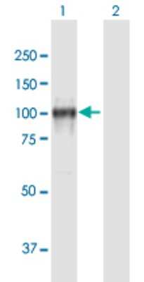 Western Blot: Cadherin-13 Antibody [H00001012-B01P] - Analysis of CDH13 expression in transfected 293T cell line by CDH13 polyclonal antibody.  Lane 1: CDH13 transfected lysate(78.43 KDa). Lane 2: Non-transfected lysate.