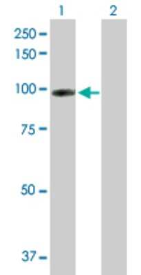 Western Blot: Cadherin-13 Antibody [H00001012-D01P] - Analysis of CDH13 expression in transfected 293T cell line by CDH13 polyclonal antibody.Lane 1: CDH13 transfected lysate(78.30 KDa).Lane 2: Non-transfected lysate.