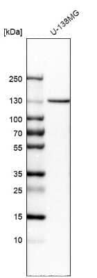 Western Blot: Cadherin-13 Antibody [NBP1-85708] - Analysis in human cell line U-138MG.