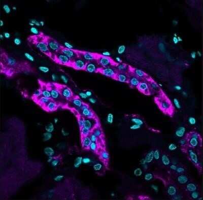 Immunohistochemistry-Paraffin: Cadherin-16 Antibody (CDH16/1071) - Azide and BSA Free [NBP2-47745] - Human Kidney stained with Cadherin-16 Antibody (CDH16/1071) followed by Goat anti-Mouse IgG-CF640R (Purple)