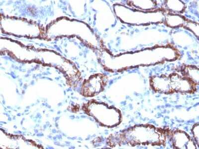 Immunohistochemistry-Paraffin: Cadherin-16 Antibody (CDH16/1071) - Azide and BSA Free [NBP2-47745] - Rat Kidney stained with KSP-Cadherin Monoclonal Antibody (CDH16/1071)