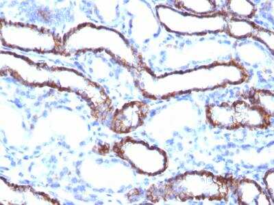Immunohistochemistry-Paraffin: Cadherin-16 Antibody (CDH16/1071) - IHC-Prediluted [NBP2-48433] - Formalin-fixed, paraffin-embedded Rat Kidney stained with KSP-Cadherin Mouse Monoclonal Antibody (CDH16/1071).