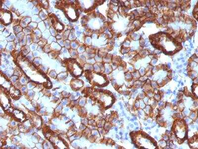 Immunohistochemistry-Paraffin: Cadherin-16 Antibody (CDH16/1071) - IHC-Prediluted [NBP2-48433] - Formalin-fixed, paraffin-embedded Mouse Kidney stained with KSP-Cadherin Mouse Monoclonal Antibody (CDH16/1071).