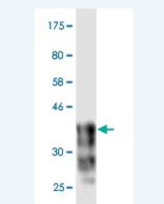 Western Blot: Cadherin-18 Antibody (4H2) [H00001016-M02] -  Detection against Immunogen (37.84 KDa) .