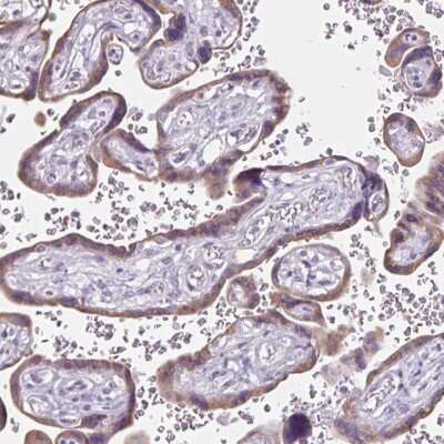 Immunohistochemistry-Paraffin Cadherin-19 Antibody