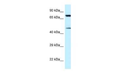 Western Blot Cadherin-22 Antibody - BSA Free