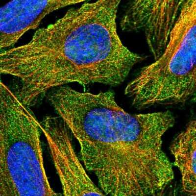 Immunocytochemistry/Immunofluorescence: Cadherin-26 Antibody [NBP2-57189] - Staining of human cell line U-2 OS shows localization to plasma membrane & microtubules.