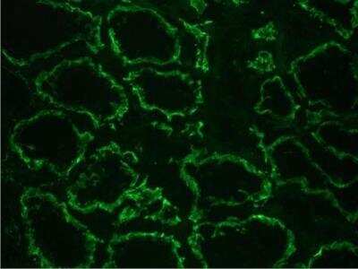 Immunohistochemistry-Frozen: Cadherin-6/KCAD Antibody (2B6) [NBP1-97689] - Section of human kidney: positive reactivity in renal tubules (epithelium)